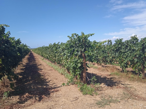 Azienda Agricola Tosoni 
